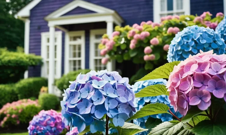 I Tested And Reviewed 10 Best Hydrangea For Front Of House (2023)