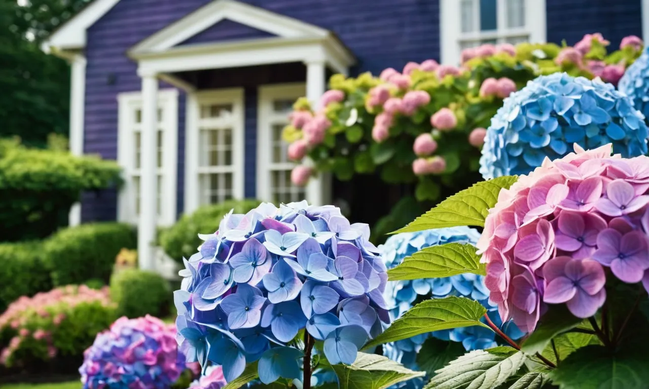 A close-up shot capturing the vibrant, blooming hydrangeas adorning the front of a house, their lush petals in shades of blue, purple, and pink, creating a stunning and welcoming display.